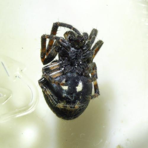 Réf. 293 886 : Nuctenea umbratica